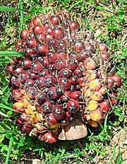 'Palmoil Fruit' by Asienreisender